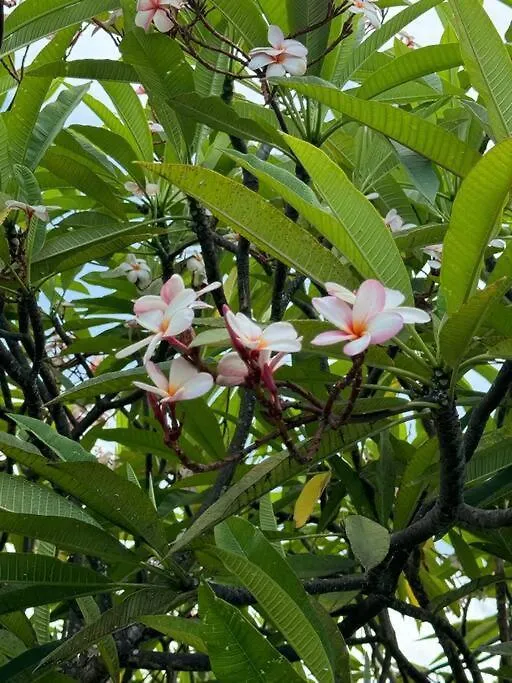 Daire Le Flora, 2 Chambres, Vue Mer Courcelles